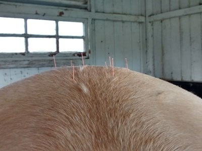 horse acupuncture