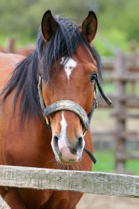Horse veterinary health plan