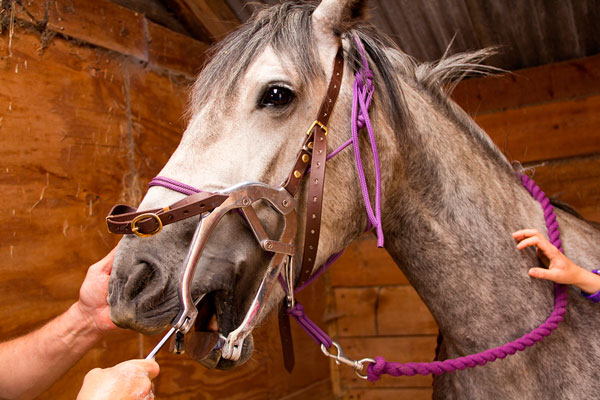 Equine dentistry